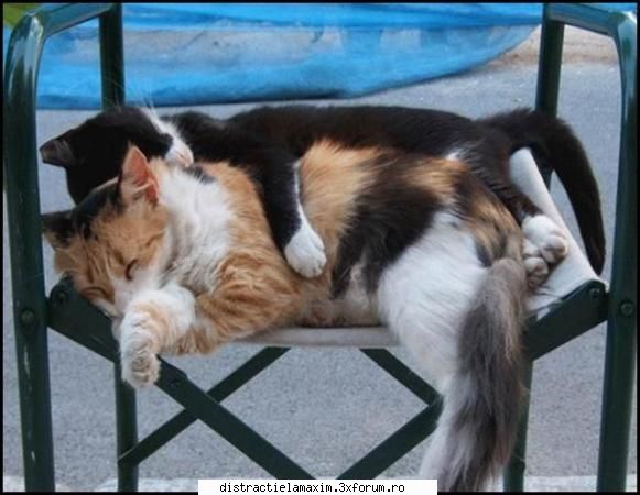 Funny photos - ce bine e cu tine pisi - Photos