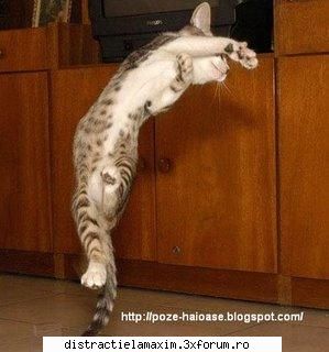 Funny photos - barkenita - Photos