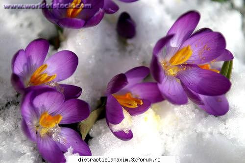Nota pentru floare - made of dreams - Games