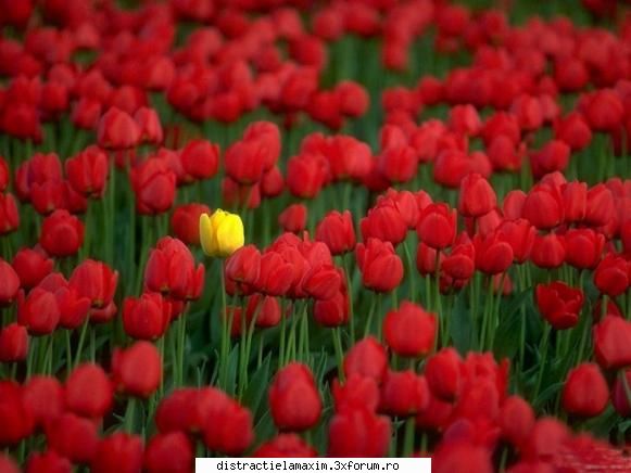 Nota pentru floare - barkenita - Games