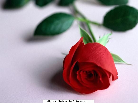 Nota pentru floare - 10 imi plac florile - Games