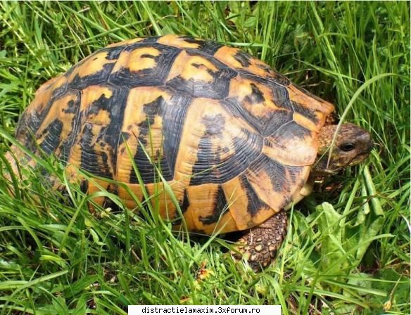 Poze cu animale - broasca testoasa - Photos