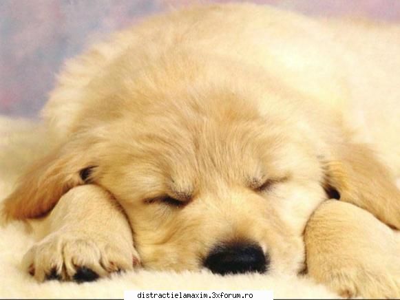 Poze cu animale - xdee_x - Photos