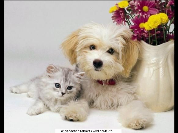 Poze cu animale - kitty and doggy:X - Photos