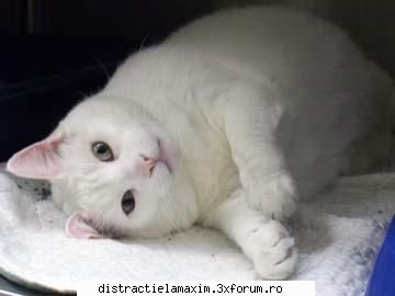 Poze cu animale - raluca - Photos