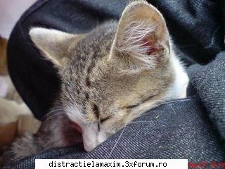 Poze cu animale - raluca - Photos